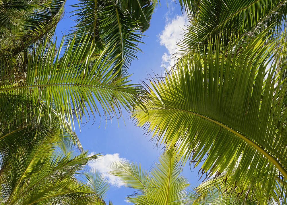 coconuts tree 09